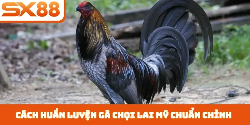 Gà Chọi Lai Mỹ - 3 Cách Chăm Sóc Giúp Chiến Kê Nhanh Lớn - Kivex