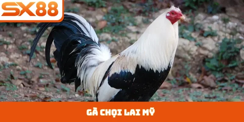 Kèo Châu Á SX88 - Hình Thức Giải Trí Bóng Đá Hấp Dẫn - Kivex