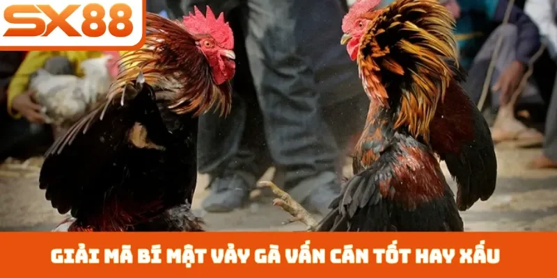 Vảy Gà Vấn Cán Tốt Hay Xấu - 3 Cách Nhận Biết Chiến Kê - Kivex