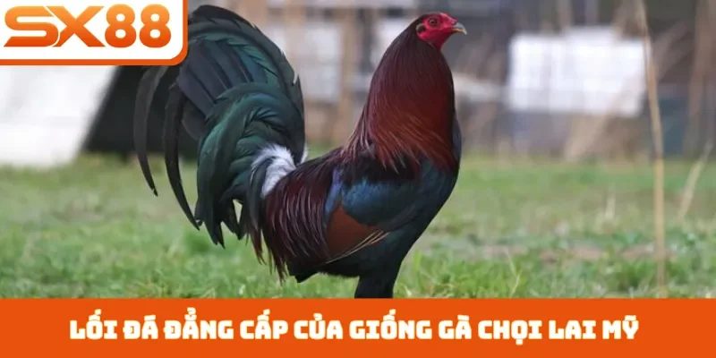 Gà Chọi Lai Mỹ - 3 Cách Chăm Sóc Giúp Chiến Kê Nhanh Lớn - Kivex