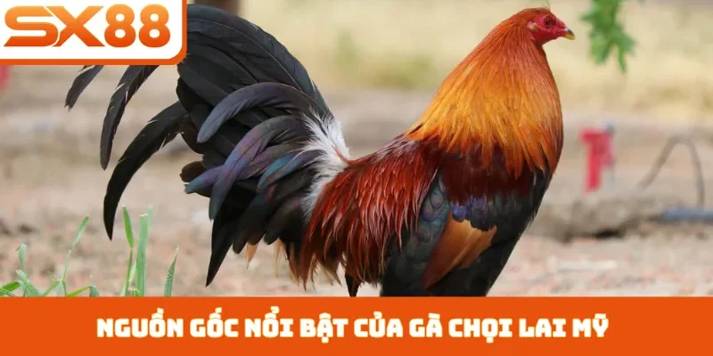 Gà Chọi Lai Mỹ - 3 Cách Chăm Sóc Giúp Chiến Kê Nhanh Lớn - Kivex