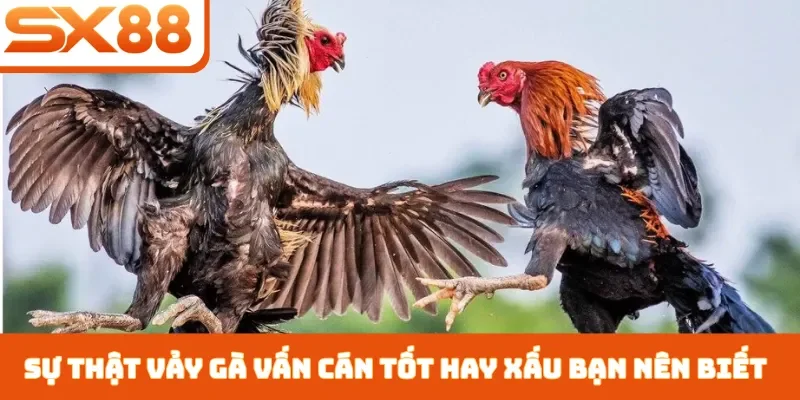 Vảy Gà Vấn Cán Tốt Hay Xấu - 3 Cách Nhận Biết Chiến Kê - Kivex