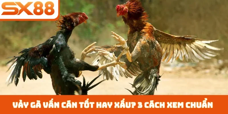 Vảy Gà Vấn Cán Tốt Hay Xấu - 3 Cách Nhận Biết Chiến Kê - Kivex